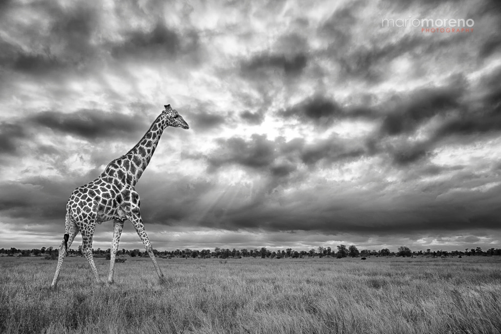 Solo Safari